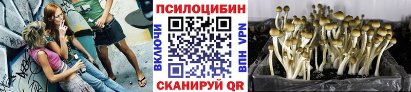 Купить где  Волгодонск  Галлюциногенные грибы мицелий 